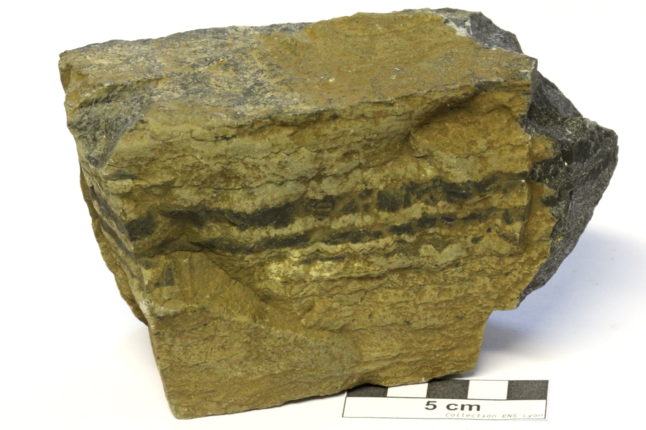 Stromatolites Stromatolites silicifiés    